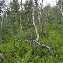 ���� Nata, ����������� - ��������� 23 ������ 2010 � ������ ����� ��������