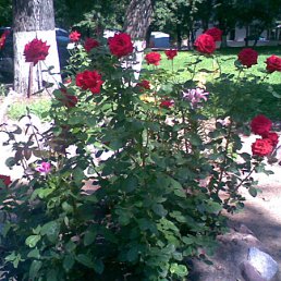 ���� ����, ������, 43 ���� - ��������� 4 �������� 2011