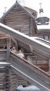 ���� �������, ������� ��������, 37 ��� - ��������� 3 ������� 2010 � ������ ���� ����������