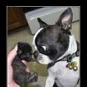 ���� �����, �������, 86 ��� - ��������� 11 �������� 2011 � ������ �PetLove�