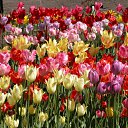 ���� Smile, ������, 55 ��� - ��������� 20 ������ 2010 � ������ ���� ����� � ������