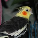 ���� ��������, �����-���������, 37 ��� - ��������� 9 ������� 2012 � ������ ������������