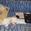  ,  , 33  -  27  2009    