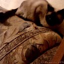 ���� ���@����@, �������, 49 ��� - ��������� 23 ������� 2010 � ������ ���� �����