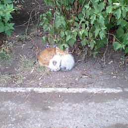 ���� �����, ���, 42 ���� - ��������� 9 ������� 2009