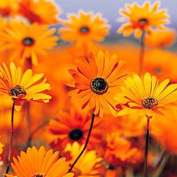 �������, ��������, 38 ���