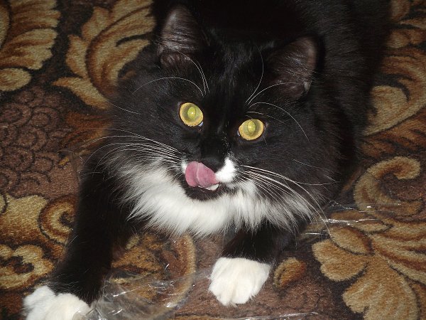 Рейтинг фотографий конкурса "Мой питомец". Номера с 1 по 50 Фото: Мой котик Тишка -