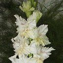 ���� �������, ����, 65 ��� - ��������� 7 ������� 2010 � ������ ������ �����������