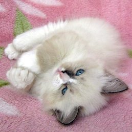 ��� ����������, ������, 47 ���