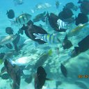 ���� C�����, ������, 46 ��� - ��������� 13 ������ 2012 � ������ �������