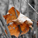 Autumn leaf maple... ������� ���� ��������... �� ������� �������