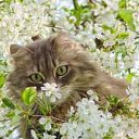   Mirror_return To River Of Flowers,  -  7  2011   