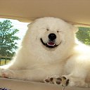 ���� Gohar, ������, 63 ���� - ��������� 6 ���� 2013 � ������ ���� ����������