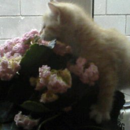 ���� �����, ������ - ��������� 11 ������� 2010