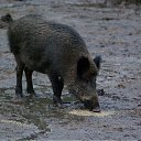 ����� �� ������� ��������