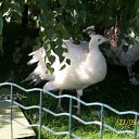 ���� Andrey, ��������������, 47 ��� - ��������� 12 ������� 2009 � ������ �������