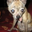 ���� ��������, ��������, 51 ��� - ��������� 2 ���� 2010 � ������ �������