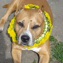 ���� ����, �������������, 43 ���� - ��������� 20 ��� 2011