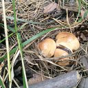 ���� �����, ����������� - ��������� 12 ������ 2011 � ������ ���� ����������