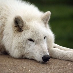 ���������, ��������, 48 ���