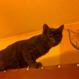 ��� ���� ))