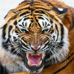 ���� ����, ������, 40 ��� - ��������� 11 �������� 2011