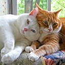 Isn't Love ? �� ������� �MIAUUUUU�