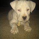 ���� �����, �����-���������, 38 ��� - ��������� 26 ������� 2012 � ������ ���� ����������