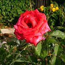 ���� Alex, ������ - ��������� 13 ������� 2011