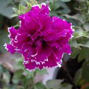 ���� �������, ������ - ��������� 8 ������� 2011 � ������ �new images�