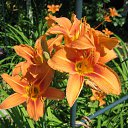 ���� �����, ������ - ��������� 1 ������ 2010 � ������ ���� ������