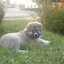 ���� Kote, �������, 57 ��� - ��������� 21 �������� 2011