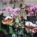 ���� ����. ��������� �� ��!, ������, 72 ���� - ��������� 13 ������ 2011 � ������ ��������