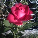  Nadin))) , - -  20  2010   