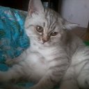 ���� �������, ���������, 46 ��� - ��������� 1 ��� 2012 � ������ ���� ����������