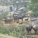  , , 60  -  15  2009    3