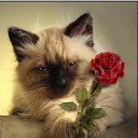 ���� �����, ������������, 52 ���� - ��������� 4 ������� 2011 � ������ ���� ����������