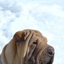  Irina, , 60  -  21  2010   Ramzes