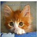 ���� ������, �����-��������� - ��������� 25 ���� 2013 � ������ ������� �������