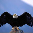 ���� �������, ���������, 47 ��� - ��������� 20 ���� 2012