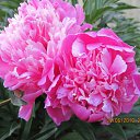 ���� �������, �����, 63 ���� - ��������� 4 ������� 2012 � ������ ���� ����������