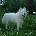 ��������� �� ������� �PetLove�