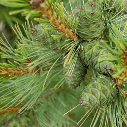 ����, �����-���������, 66 ���