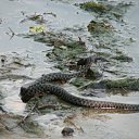  Baltazar,  -  7  2011   