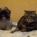 ���� ����, �����-���������, 41 ��� - ��������� 20 ����� 2011 � ������ ���� � �����