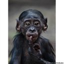 ���� ��������, �����������, 68 ��� - ��������� 11 ������ 2011 � ������ ��