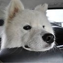 ����� - ���� ���� ������� ( �� ������� �PetLove�