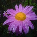  Irixa, , 57  -  30  2009   