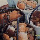  ***Anomaly***, - -  23  2011   