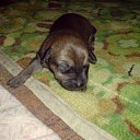 ���� ˸��, ������, 55 ��� - ��������� 13 ����� 2012 � ������ ���� ����������